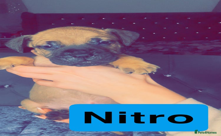 Mixed Breed dogs - Advert 8