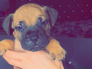 Mixed Breed dogs Mastiff puppies - Advert 16