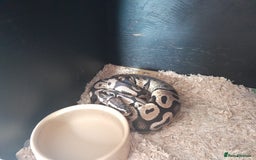 Python Snake reptiles for sale: Ball Python (Apollo) - Image 3