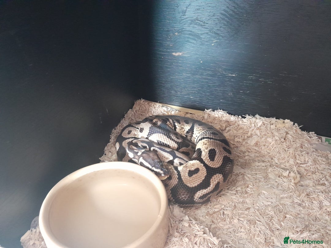 Python Snake reptiles for sale: Ball Python (Apollo) - Image 3