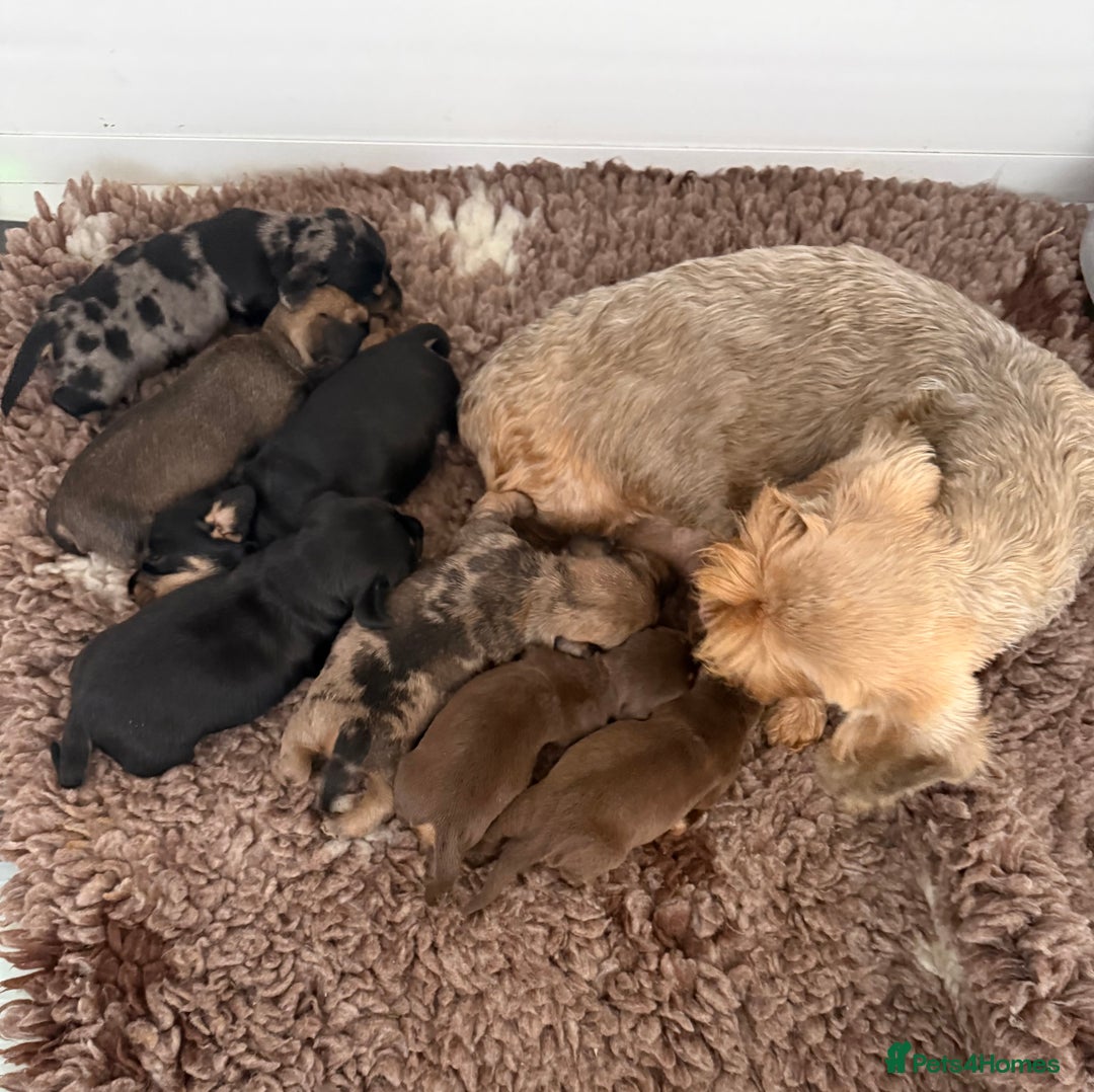 Dachshund dogs for sale: KC registered mini wires - Advert 8