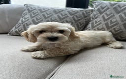 Cavachon dogs for sale: 2 Adorable boys ready for their forever homes 🐾 - Image 8