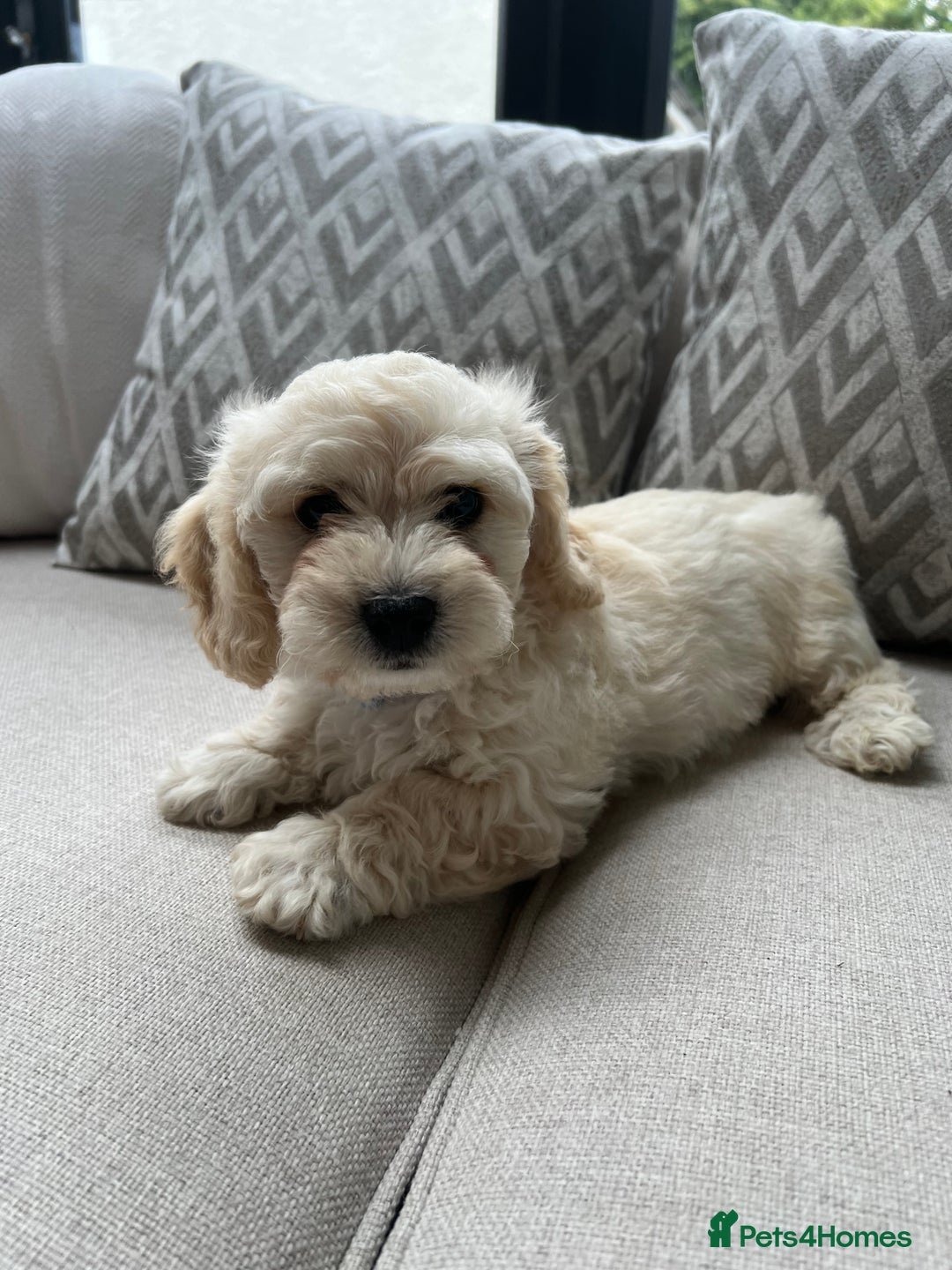 Cavachon dogs for sale: 2 Adorable boys ready for their forever homes 🐾 - Image 8