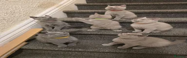 British Shorthair 4 Lilac 