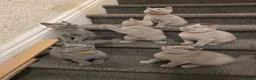 British Shorthair cats for sale: GCCF Active Parents- 6 British Shorthair Kittens - Advert 3