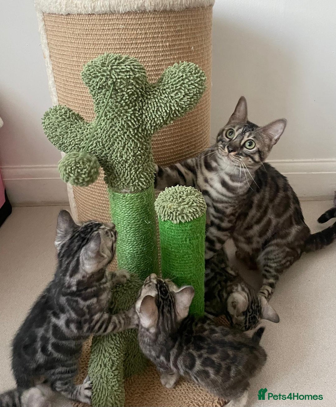Bengal cats for sale: Stunning Silver Bengal Kittens 😻 - Image 35