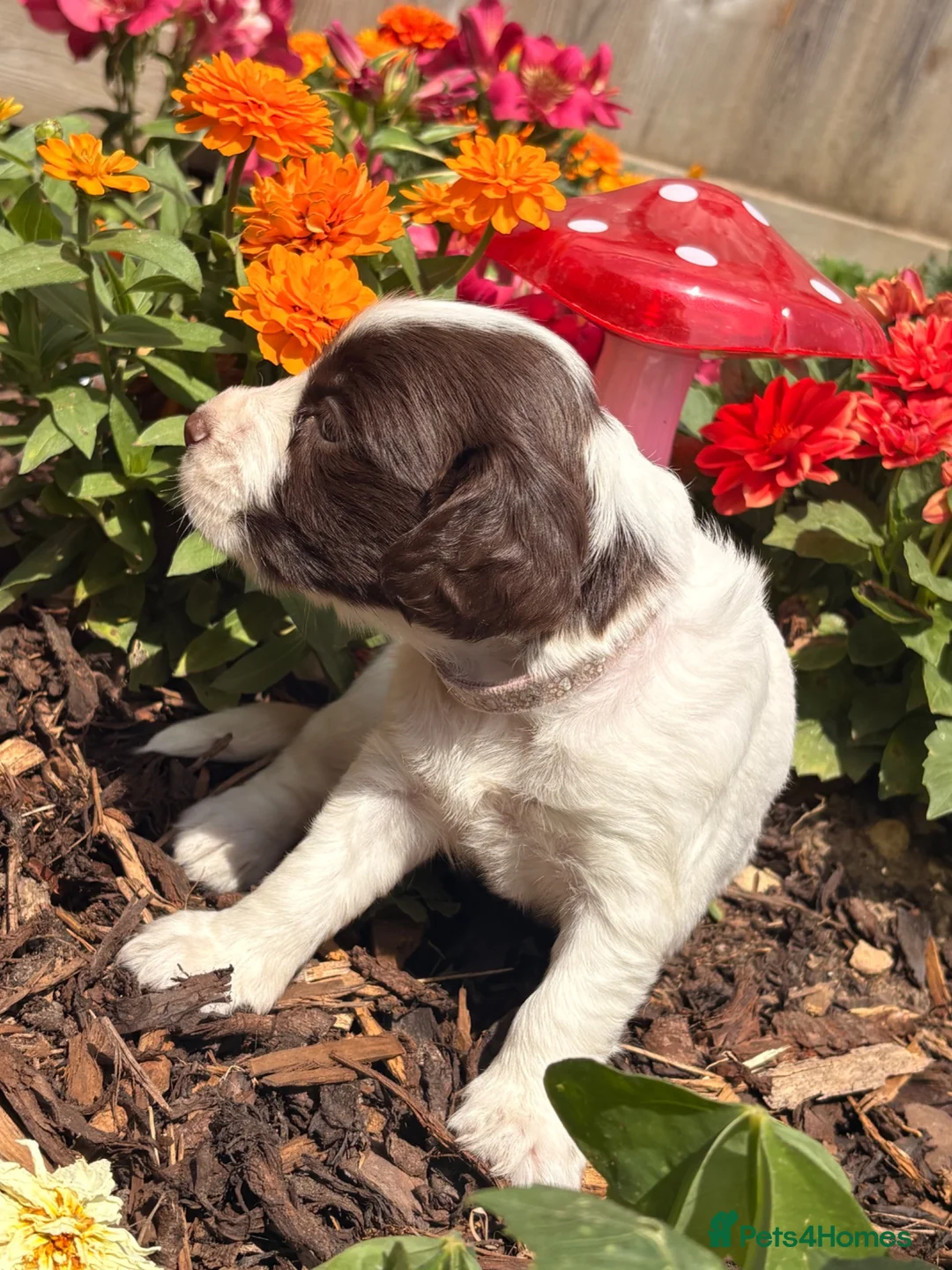 Mixed Breed dogs for sale: Springerdor X Cocker Spaniel  in Wisbech - Advert 2