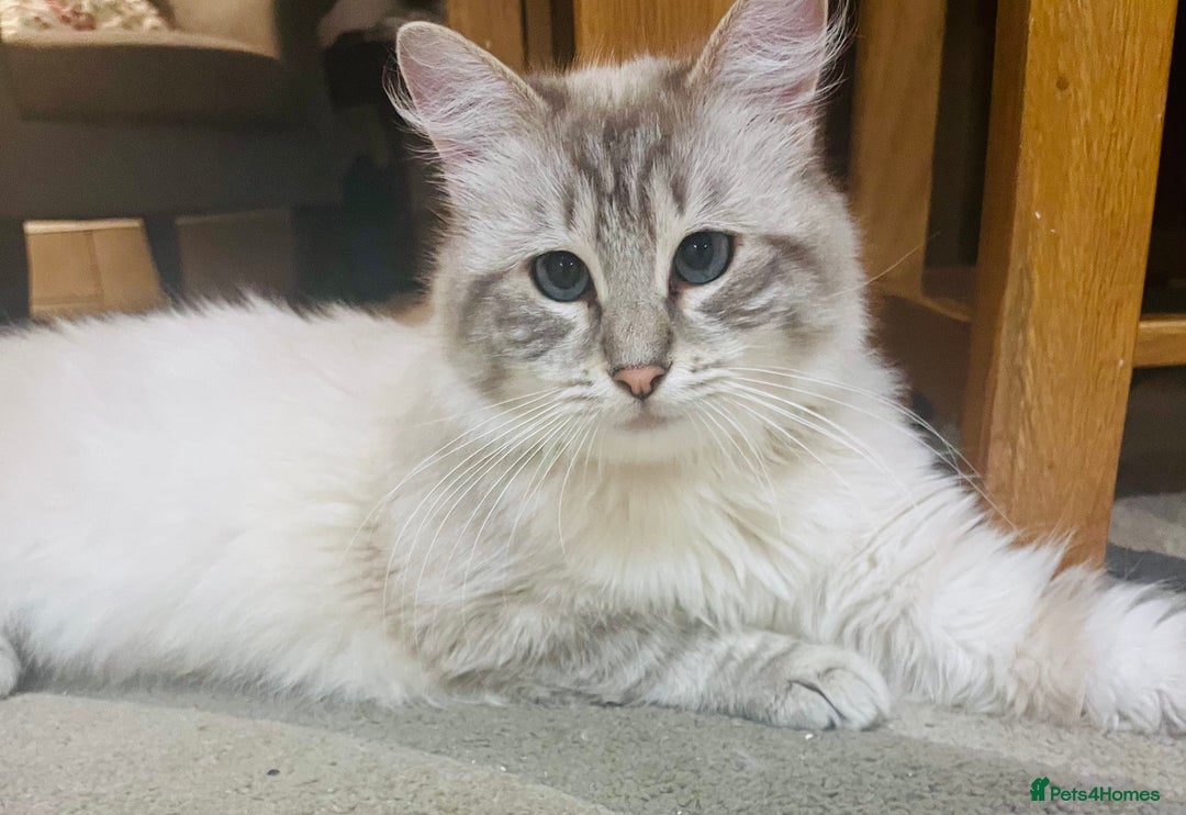 Ragdoll cats for stud: Gorgeous Ragdoll for Stud Duties - Advert 3
