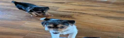 Jack Russell dogs for sale: Short legged jack Russell  - Advert 3