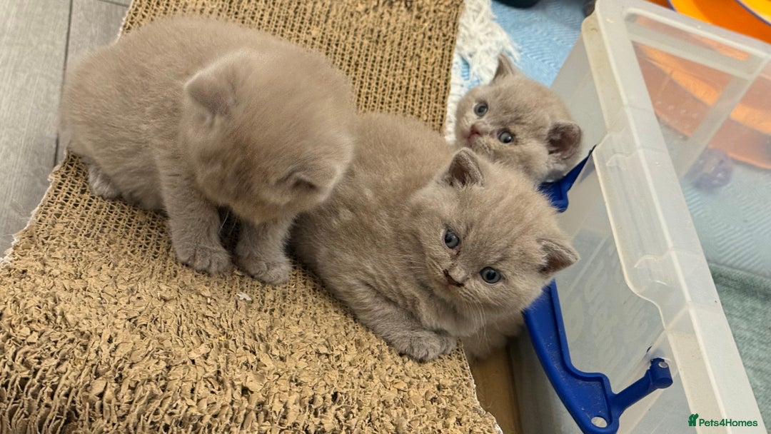 British Shorthair cats for sale: Price reduced Reg gccf Liliac BSH two female  - Image 6