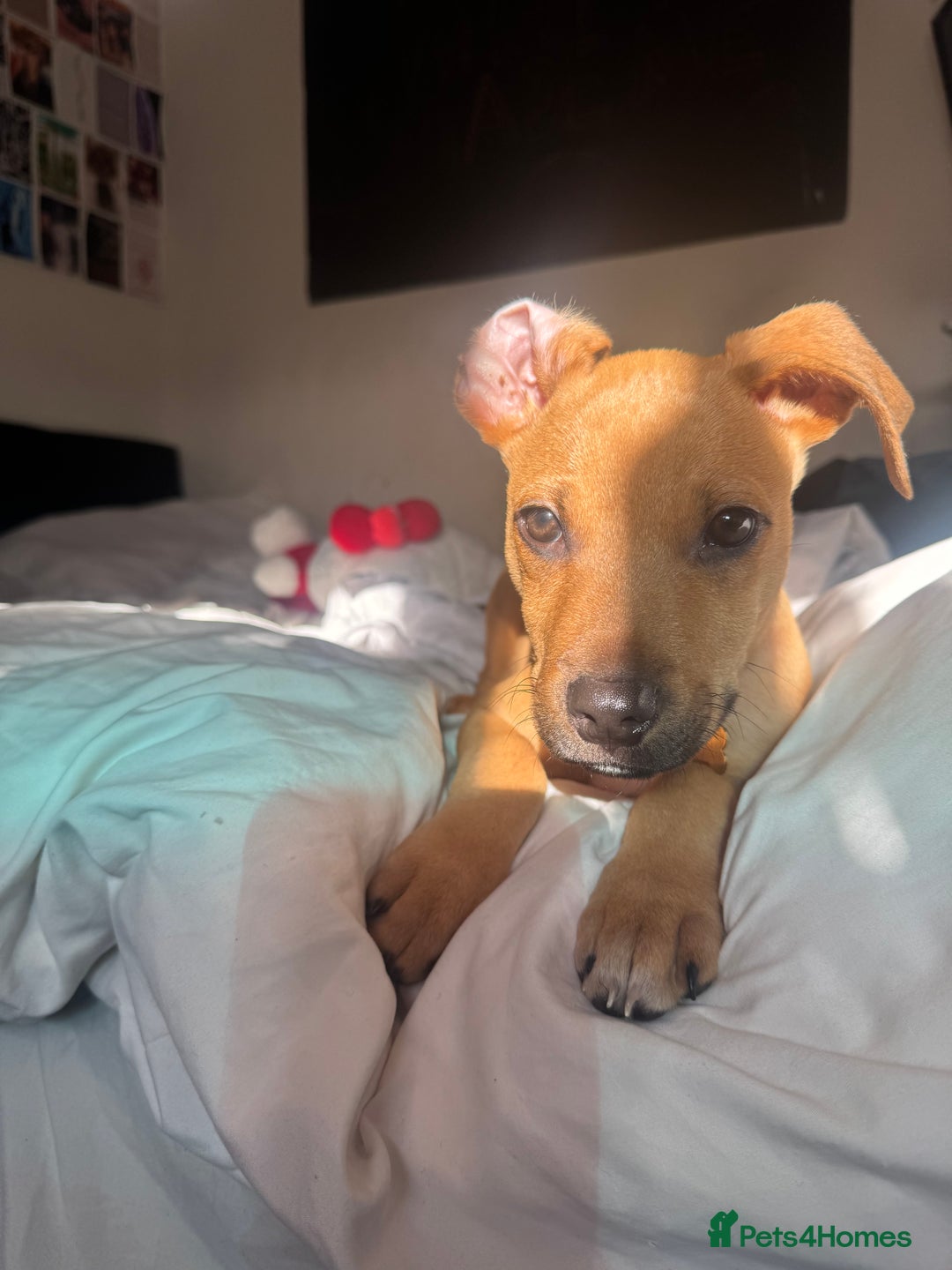 Mixed Breed dogs for sale: Little rottie x staff for sale  - Advert 7