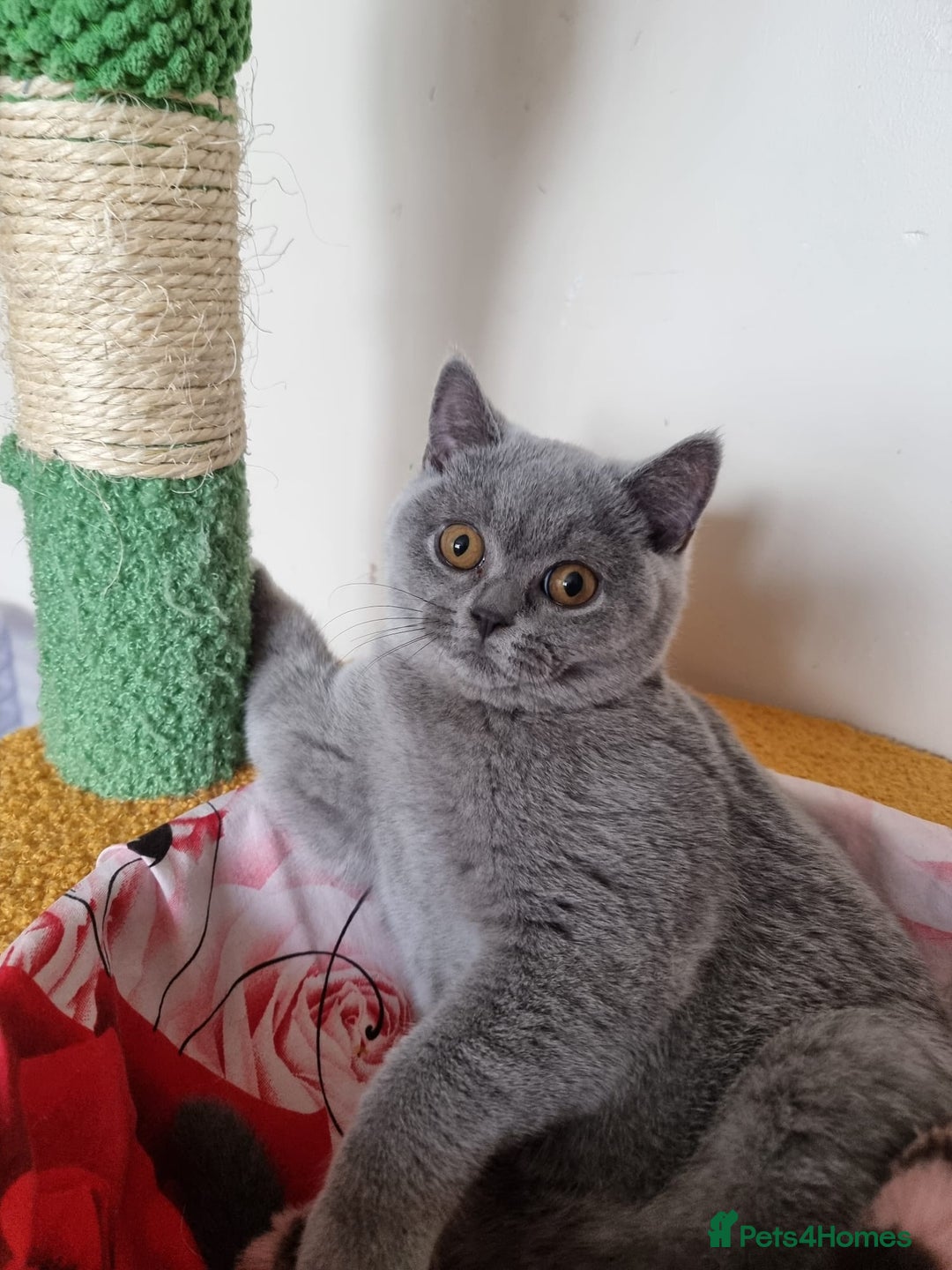 British Shorthair cats for sale:  To Go Now 3 Female Ready GCCF Healthy Pedigree - Advert 17