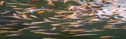 Koi Carp fish for sale: Koi fry 1-3 inch  in Willenhall - Advert 3