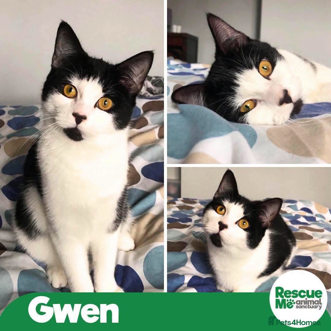 Mixed Breed cats Gwen - super friendly - Advert 8