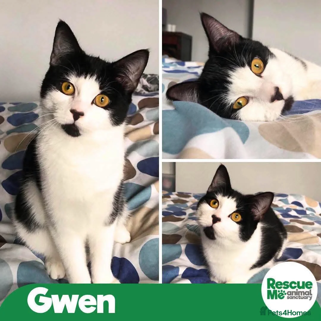 Mixed Breed cats for adoption: Gwen - super friendly in Liverpool - Advert 1