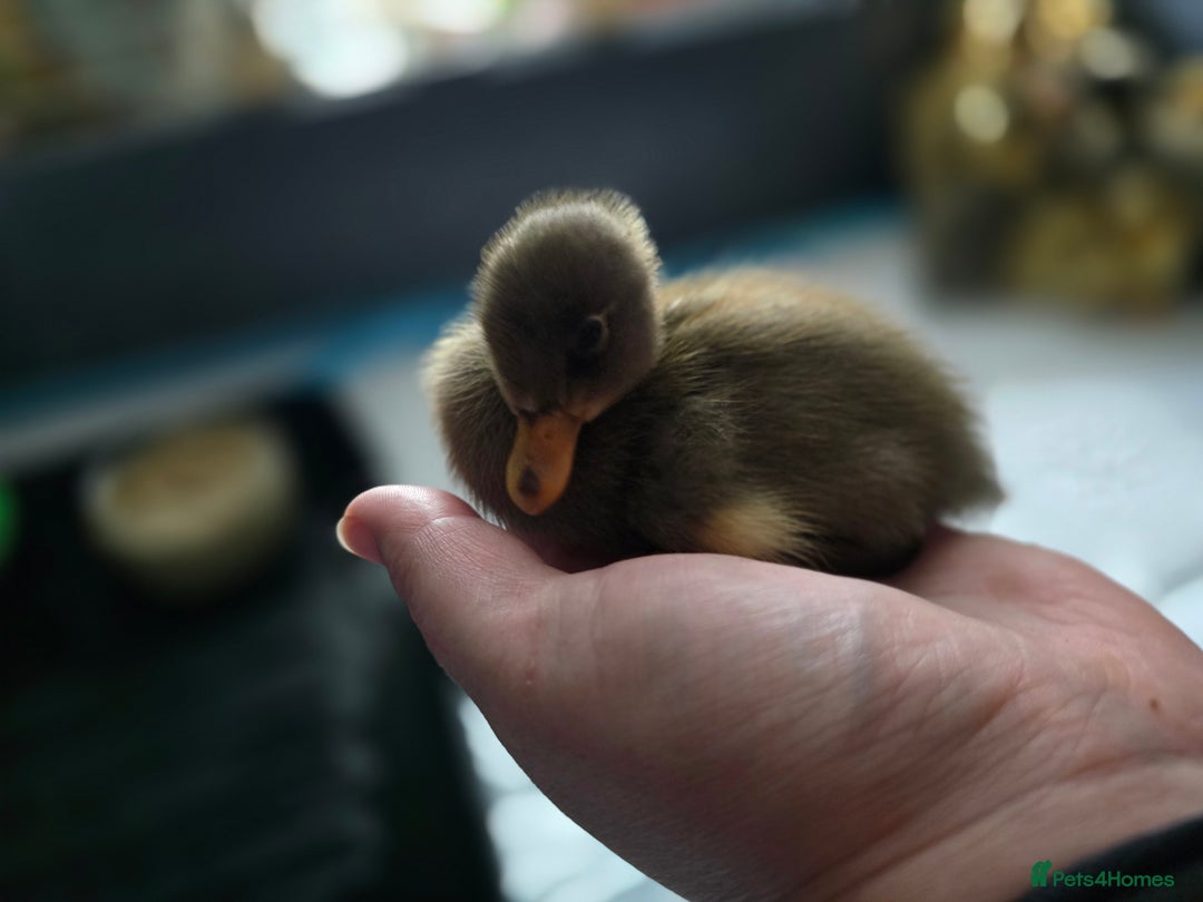 Ducks poultry for sale: Day old runner ducklings - Image 3