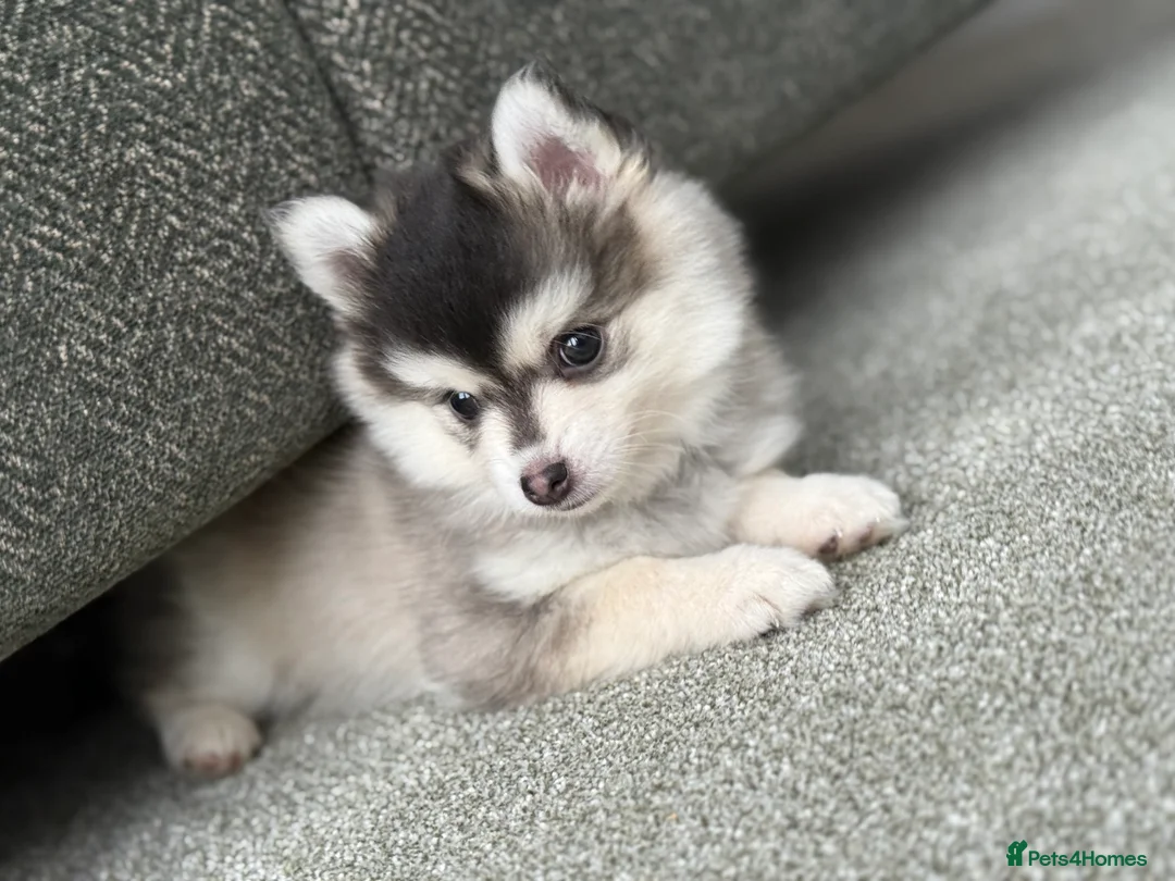 Pomsky dogs for sale: F3 Pomsky Puppies - ready now :)  - Advert 3