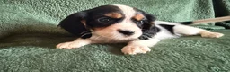 Cockalier dogs for sale: Beautiful, health tested cockalier puppies.  - Advert 22