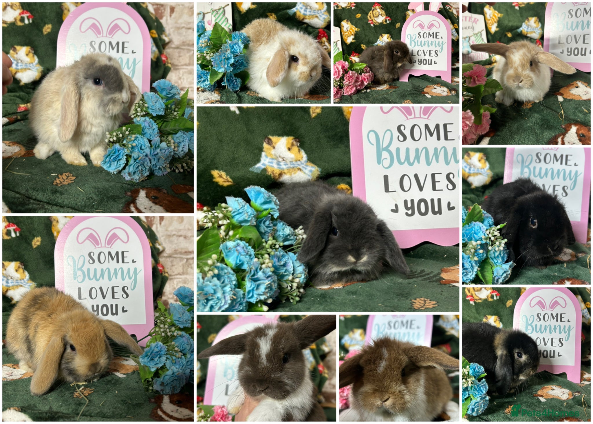 Mini Lop rabbits Beautiful Baby Mini Lops for sale  - Advert 1