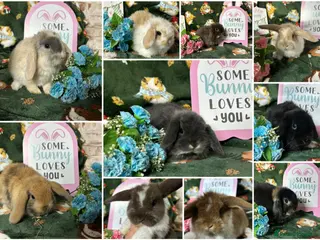 Mini Lop rabbits Beautiful Baby Mini Lops for sale - Advert 1