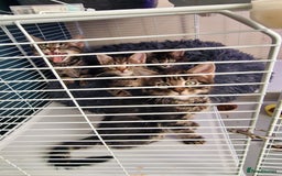Mixed Breed cats for sale: 4 beautiful kittens - Image 3
