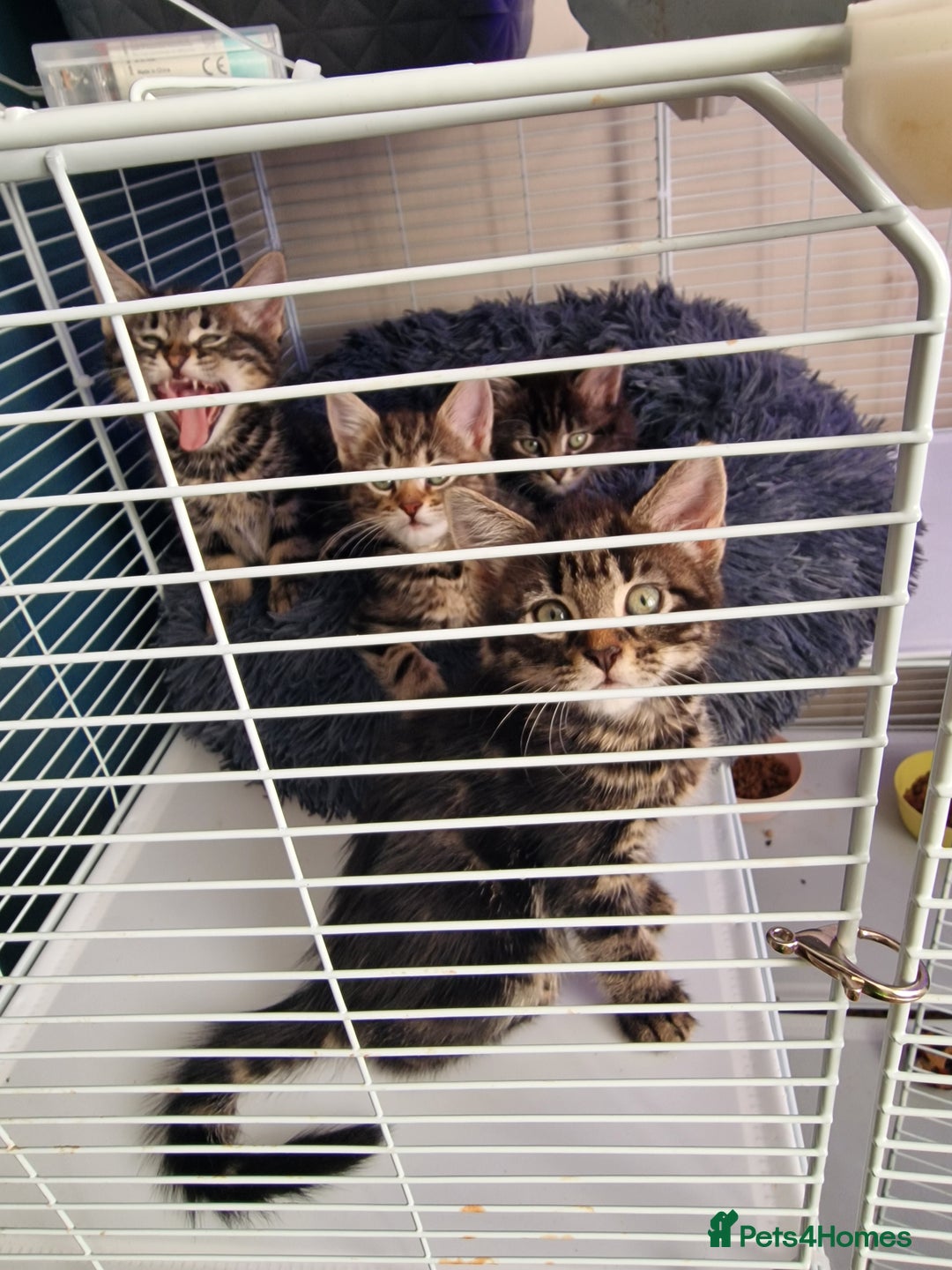 Mixed Breed cats for sale: 4 beautiful kittens - Image 3