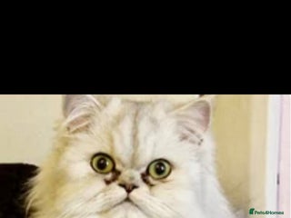 Persian cats White silver tip persain - Advert 1