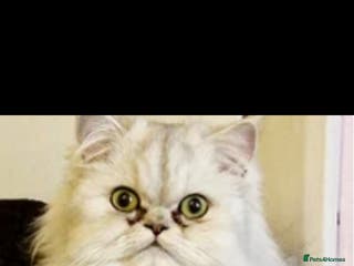 Persian cats White silver tip persain - Advert 14