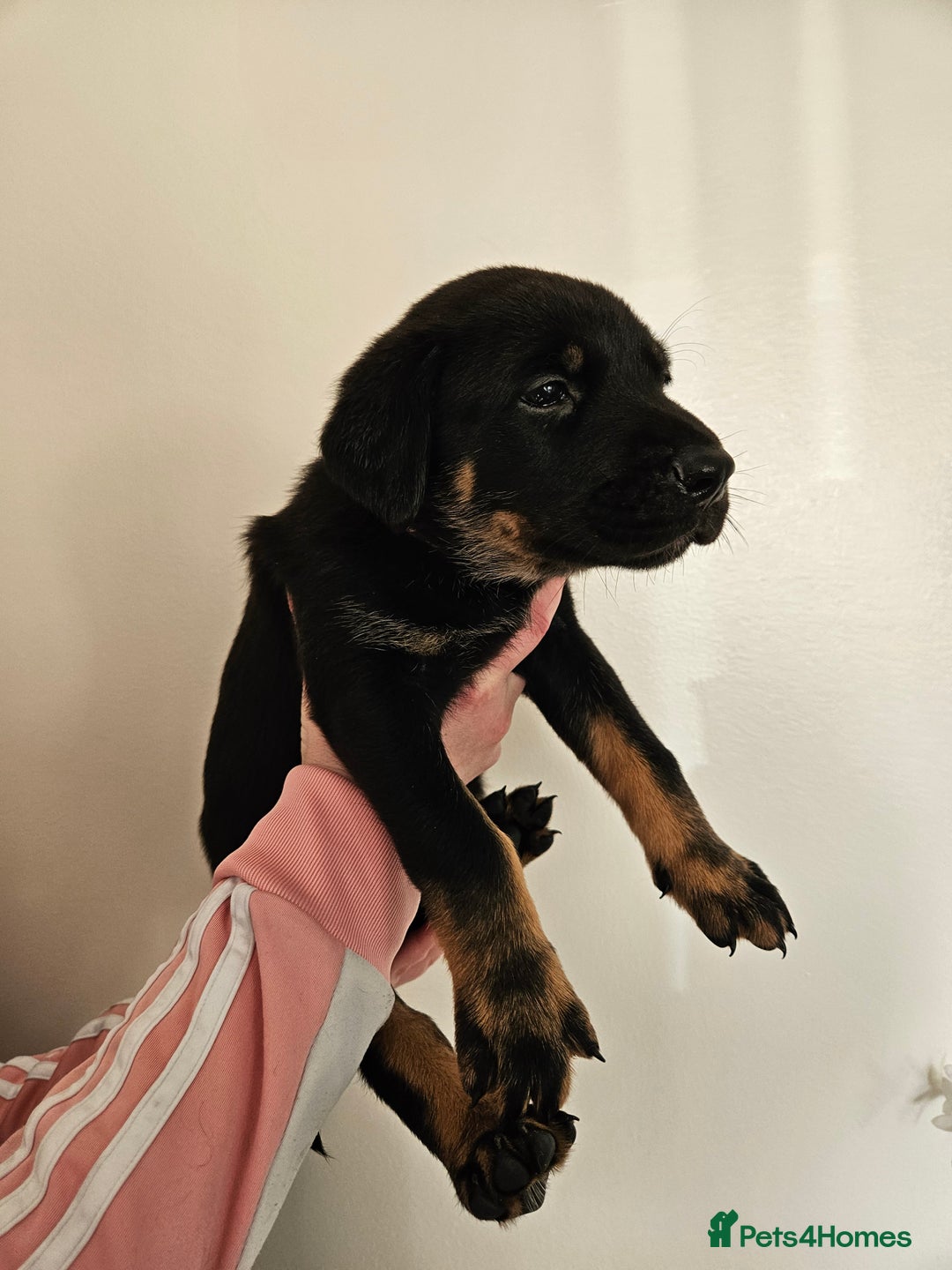 Mixed Breed dogs for sale: Beautiful black German shepherd x doberman  - Advert 26