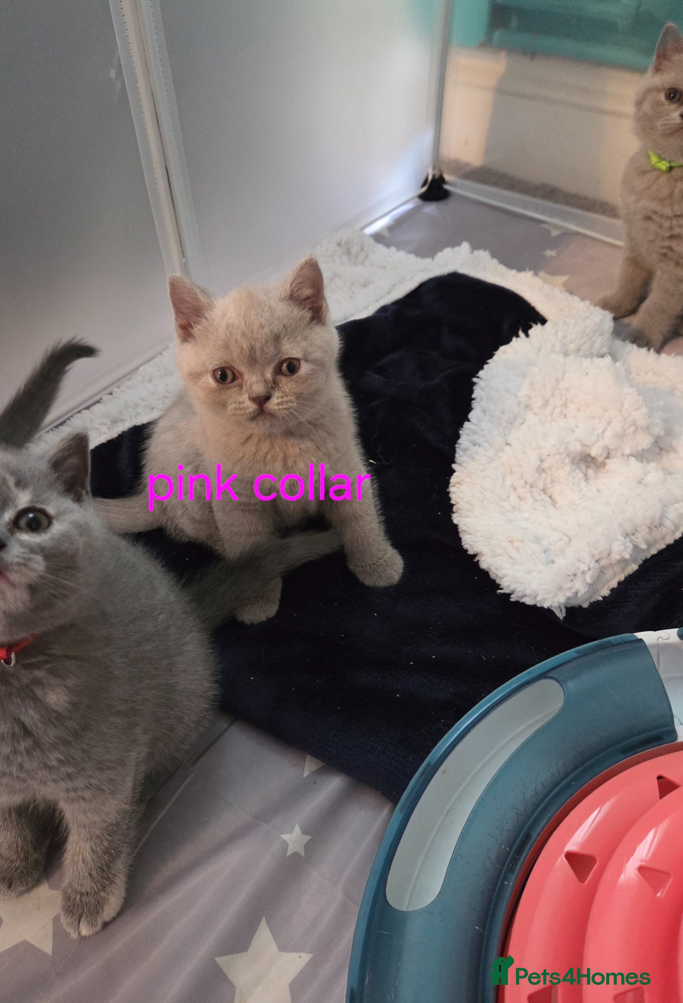 British Shorthair cats British shorthair kittens - Advert 9