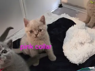 British Shorthair cats British shorthair kittens - Advert 9