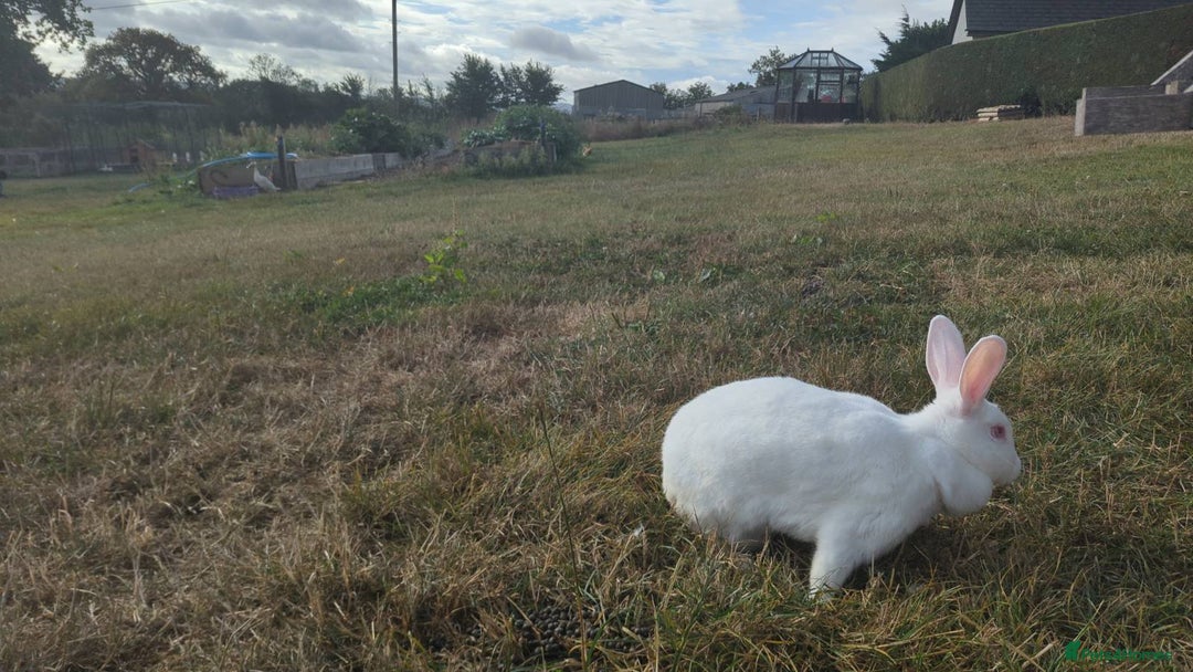 New Zealand rabbits for sale: 🐰 New Zealand White Rabbits – Friendly, Healthy🐰 - Image 24