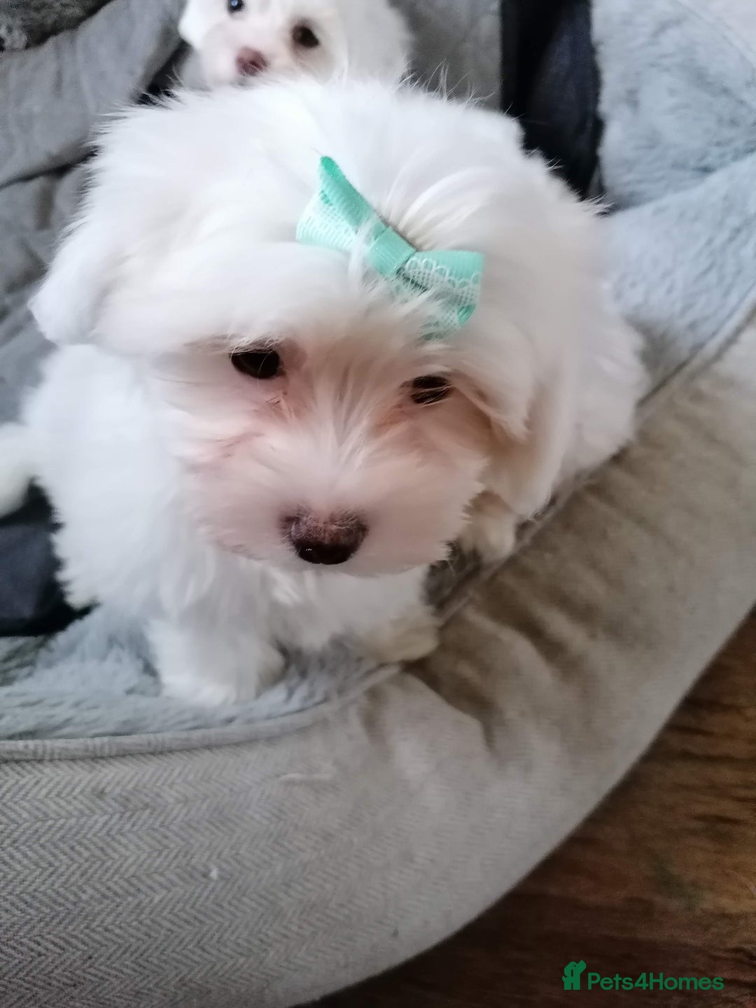 Maltipoo dogs for sale: Maltipoo puppies looking new families 🤍 - Advert 8