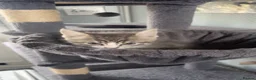 Mixed Breed cats for sale: Beautiful tabby x British long haired kittens 🩷💙 - Advert 32