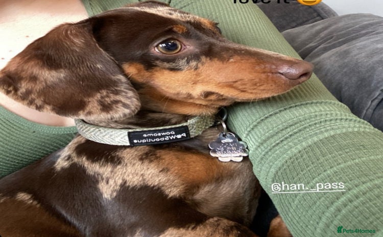 Dachshund dogs - Advert 3