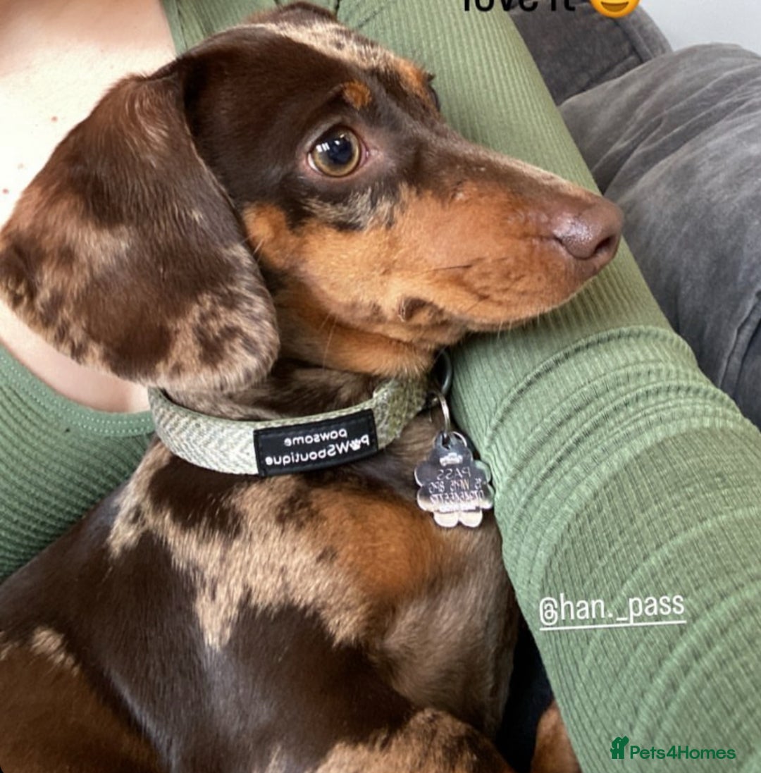 Dachshund dogs for sale: Miniature Chocolate Dapple Dachshund Bitch  - Image 1