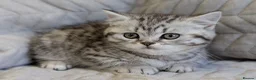 British Shorthair cats for sale: British Shorthair Teddy Bear Kittens For Sale! - Advert 22