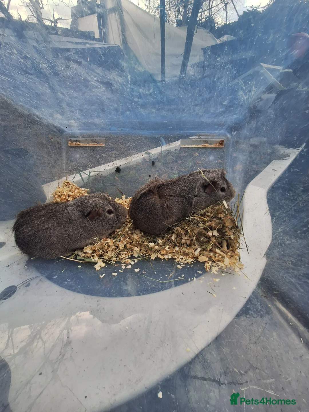 Guinea Pig rodents for sale: A pair of male guinea pigs for sale £30 - Advert 6