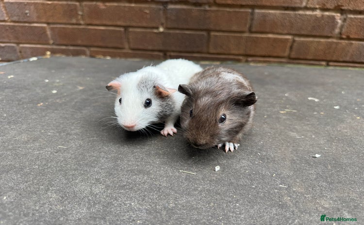 Guinea Pig rodents - Advert 3