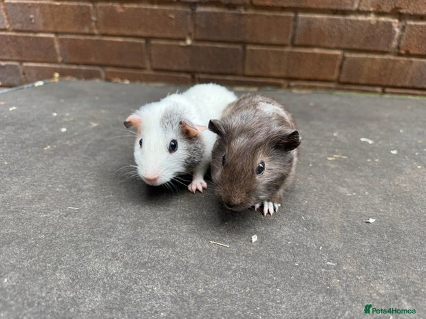 Guinea Pig rodents - Advert 2
