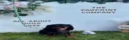 Cavalier King Charles Spaniel dogs for stud: KC BCA Clear Health Tested Black & Tan CKCS Stud - Advert 5