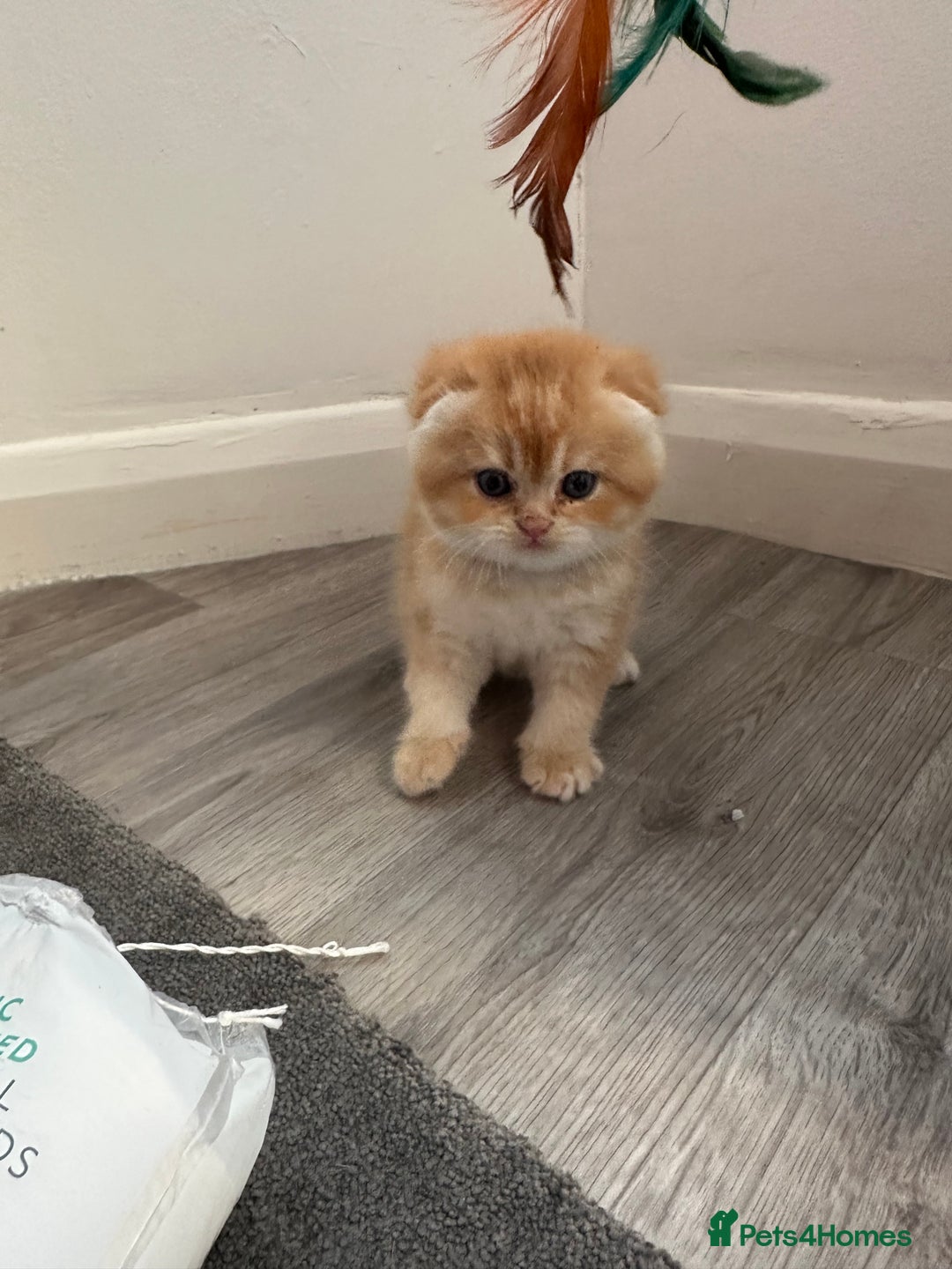 Scottish Fold cats for sale: Scottish fold Kitten Healthy &Loving - Advert 5