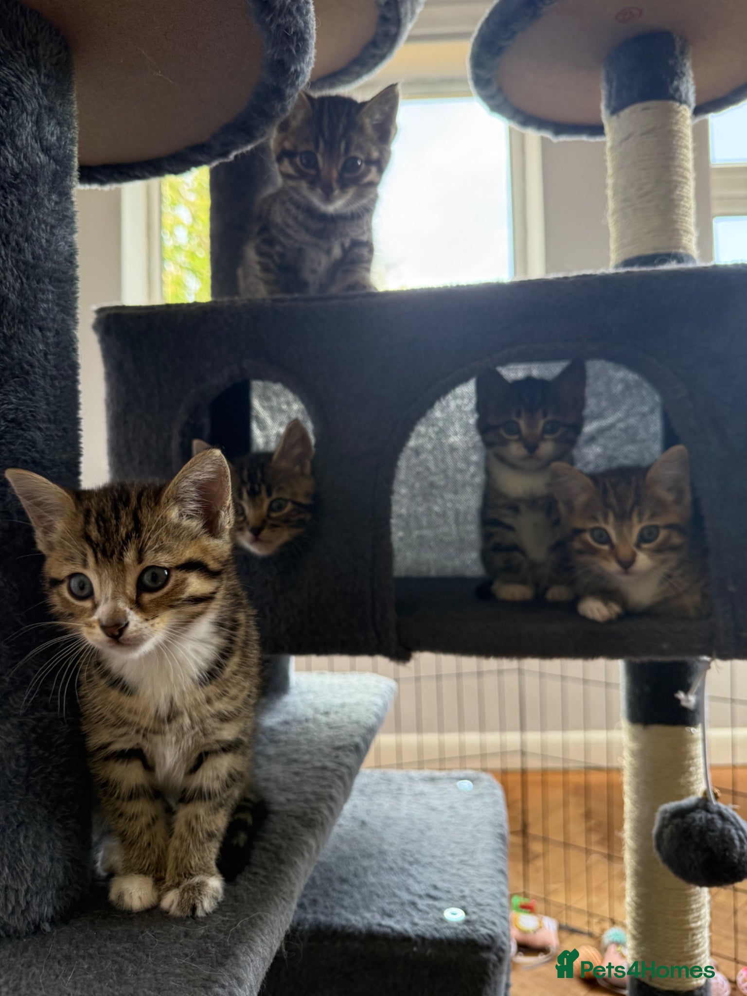 Mixed Breed cats Beautiful friendly kittens, mixed breed  - Advert 1