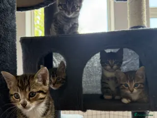 Mixed Breed cats Beautiful friendly kittens, mixed breed - Advert 6