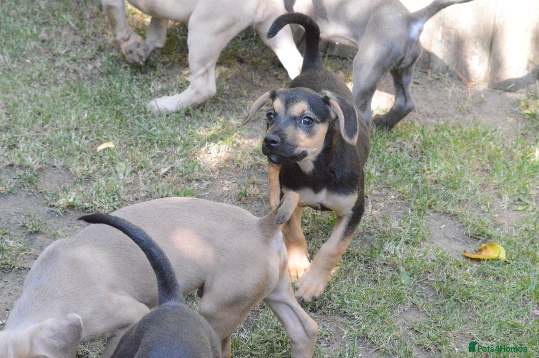 Mixed Breed dogs for sale: Mixed Breed Pups - Image 21