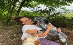 English Setter dogs for adoption: Tana  - Image 7
