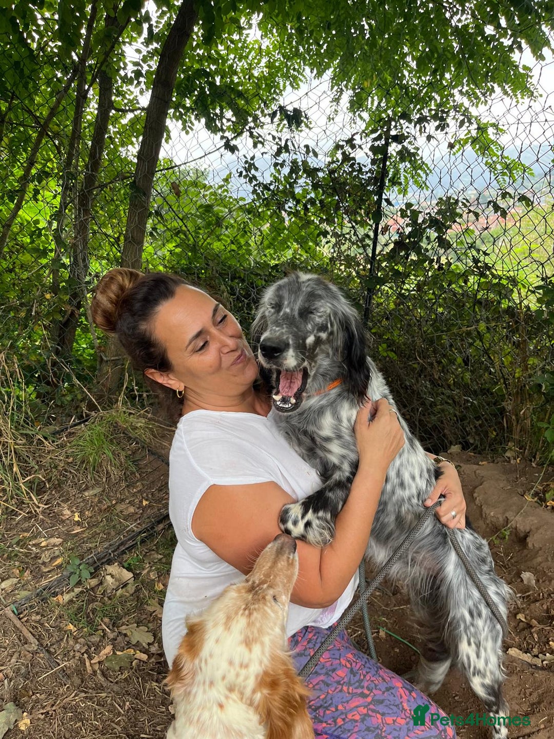 English Setter dogs for adoption: Tana  - Image 7