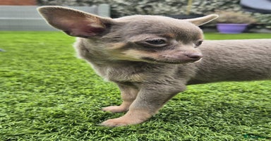 Chihuahua dogs - Advert 5