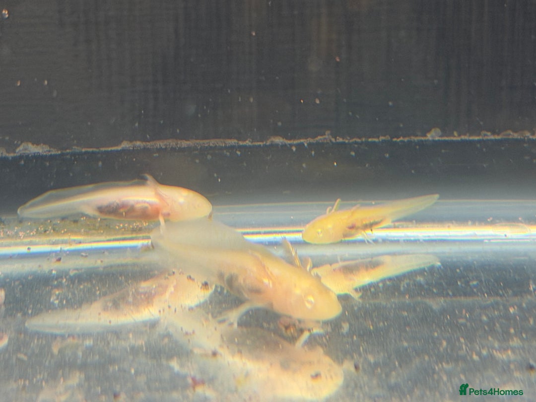 Axolotl reptiles for sale: Axolotl - Advert 2