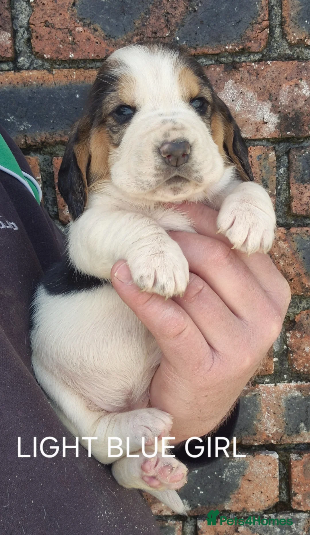Basset Hound dogs for sale: KC BASSET HOUND PUPPIES, HEALTH TESTED PARENTS  - Advert 27